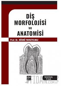 Diş Morfolojisi ve Anatomisi