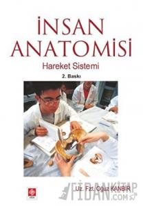 İnsan Anatomisi