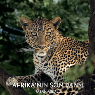 Afrika’nın Son Dansı (Ciltli) Nazan Aşkalli