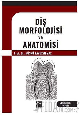 Diş Morfolojisi ve Anatomisi