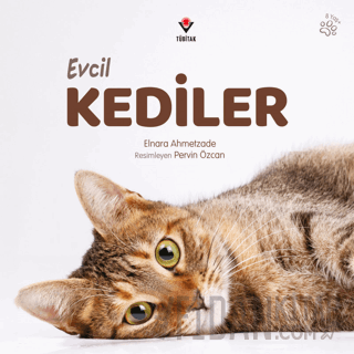 Evcil Kediler Elnara Ahmetzade