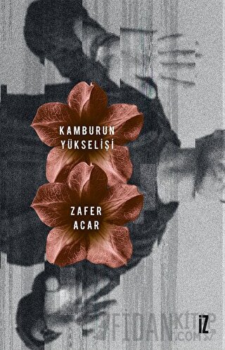 Kamburun Yükselişi