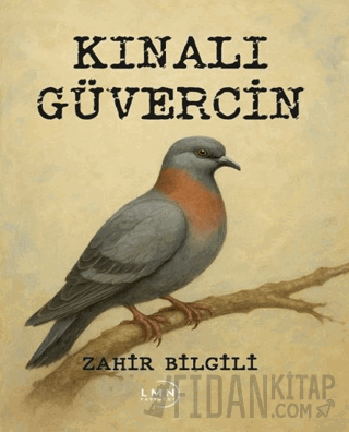 Kınalı Güvercin