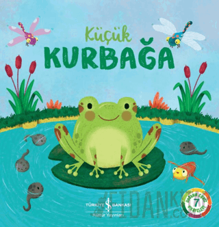Küçük Kurbağa Wednesday Jones