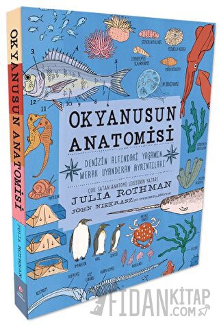 Okyanusun Anatomisi Julia Rothman