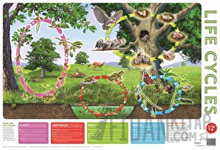 Wallchart Pack of 2 9+ Kolektif