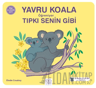 Yavru Koala Öğreniyor Tıpkı Senin Gibi